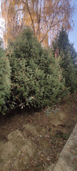 Ёлки высота 5 метров