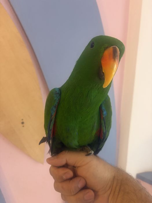 Papagal eclectus mascul 2025, blind