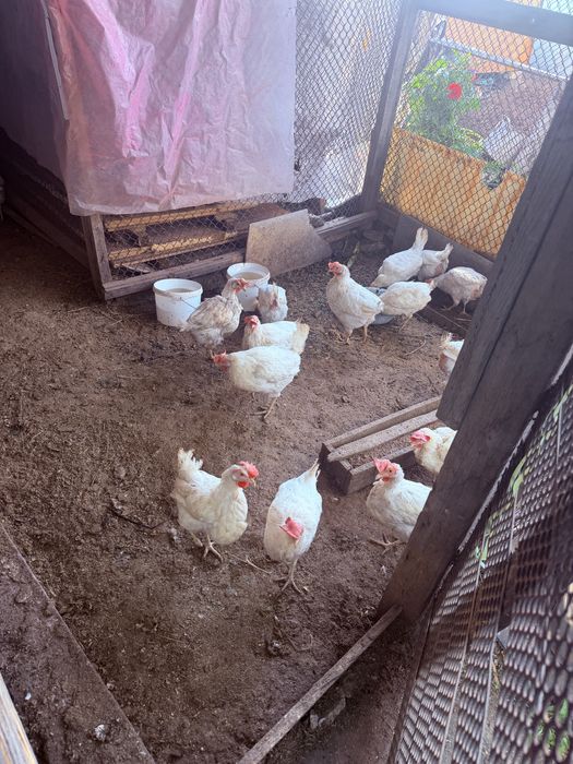 Продадим Курей несушек