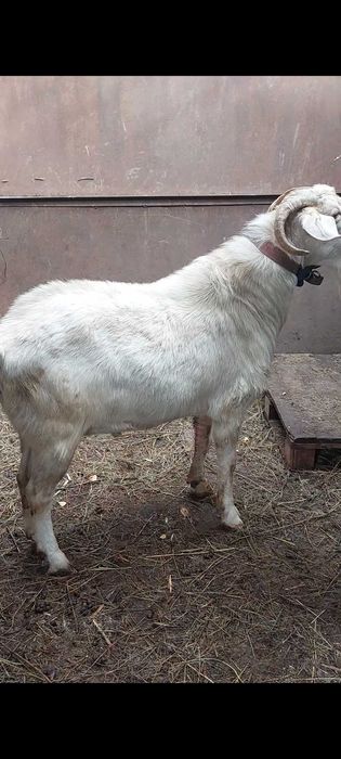 Козел англонубиец