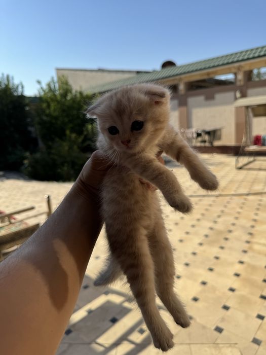 породистые котенки