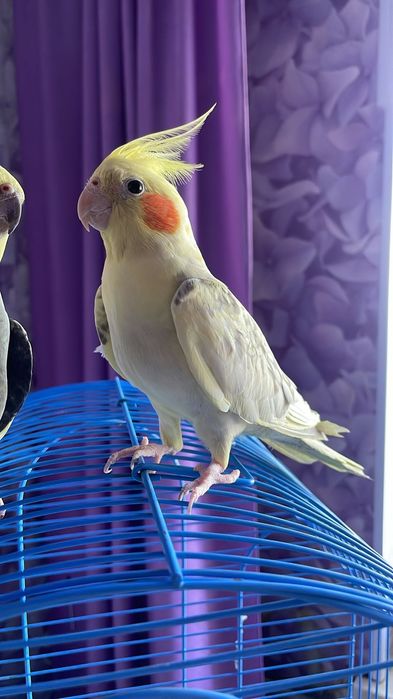 Попугаи Карелы продам