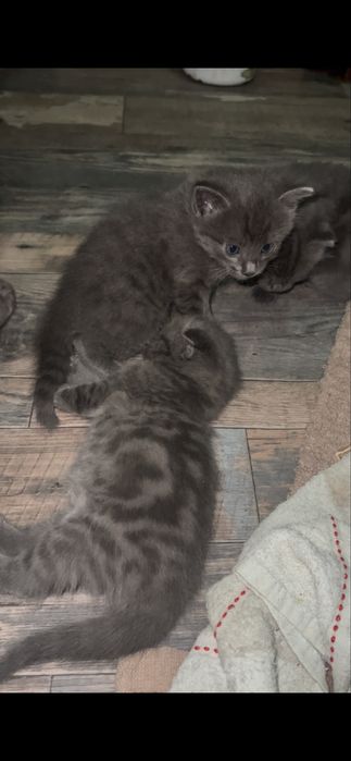 Смесь БританШотландские котята))