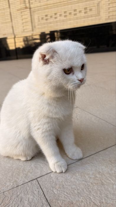 Шотланская вислоухая кошка