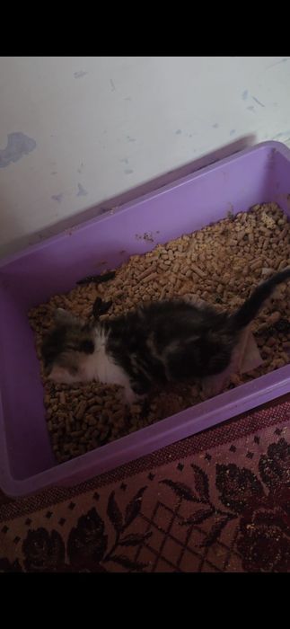 Отдам котят в добрые руки