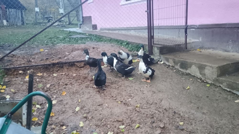 Vând rațe și ratoi