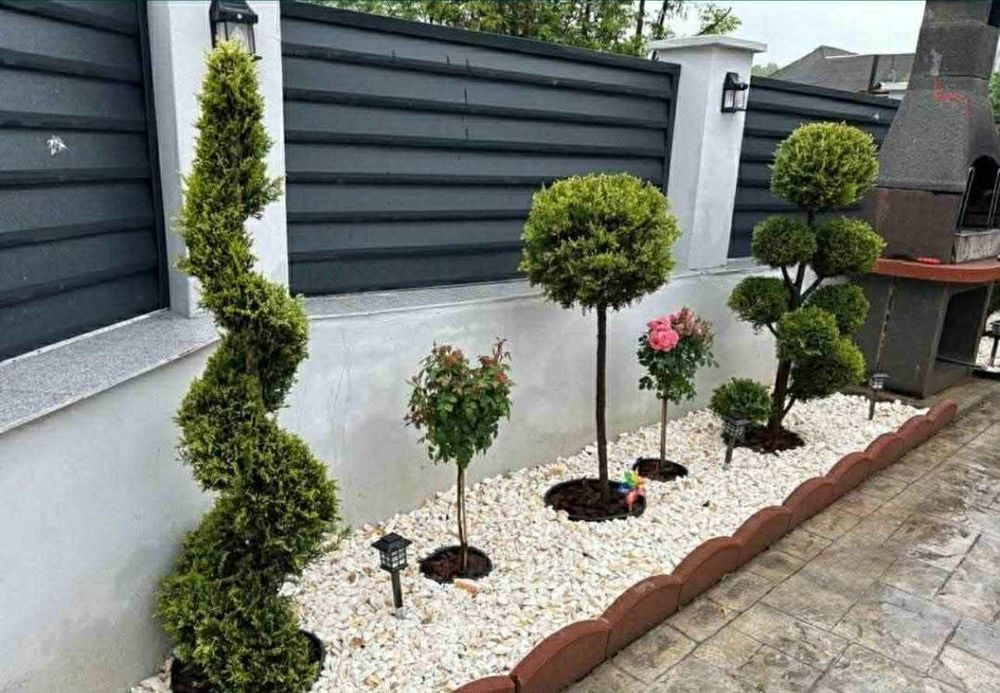 Plante ornamentale premium