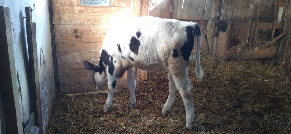 Vițea   de  Vînzare