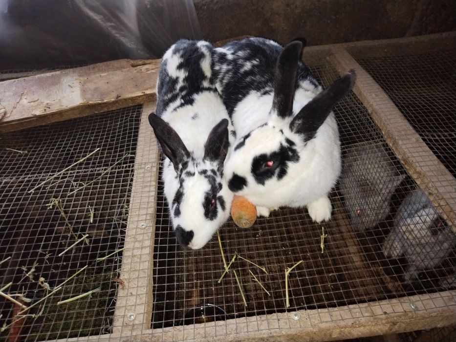 Quyon sotlad soglom boqilgan