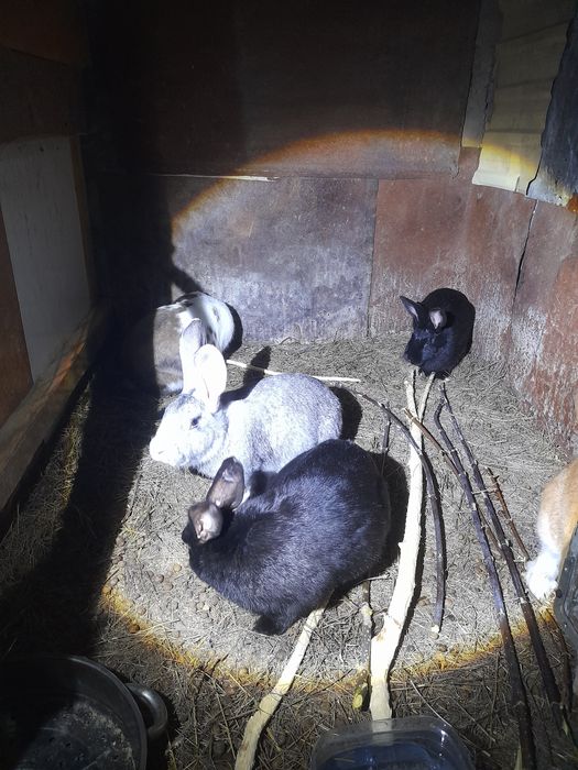 Продам крупных  кроликов.