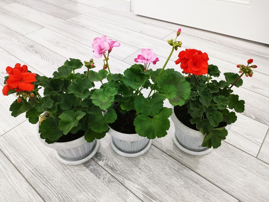 Комнатные растения, есть доставка