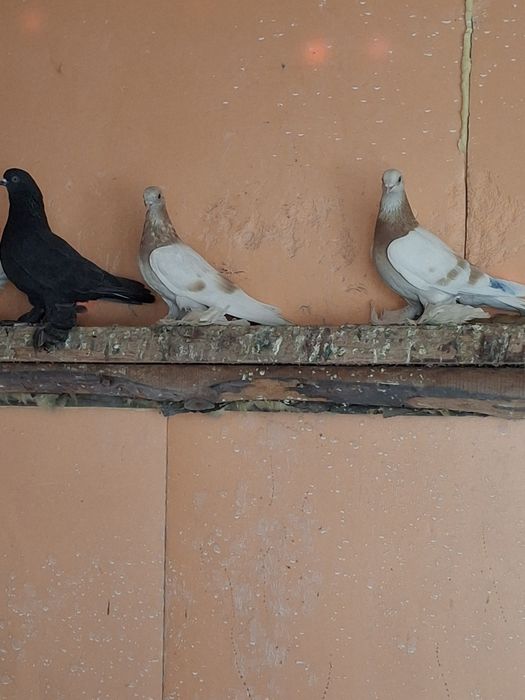 Продам голубей бойных