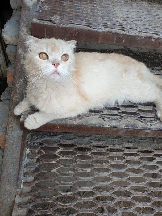 Котята полу шотландские