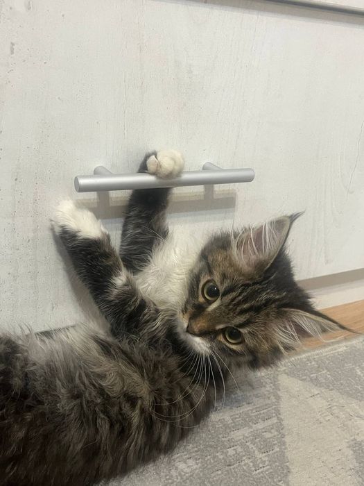 Отдам кошек бесплатно