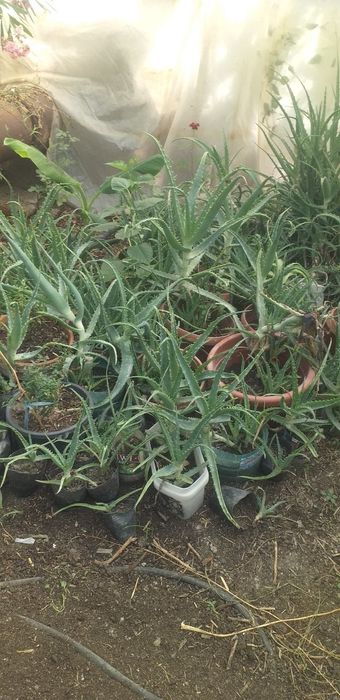 Алоэ усимлиги сотилади келишилган нархда