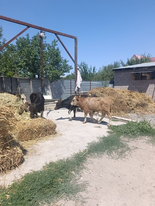 Продаются бычки.