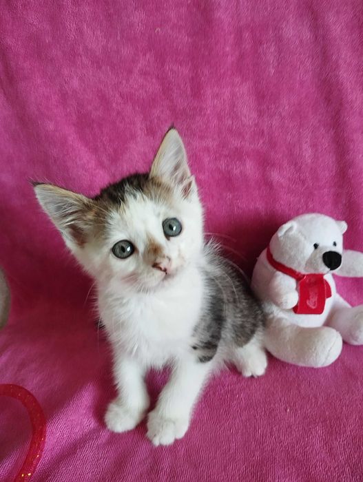 Котик 2 мес мальчик