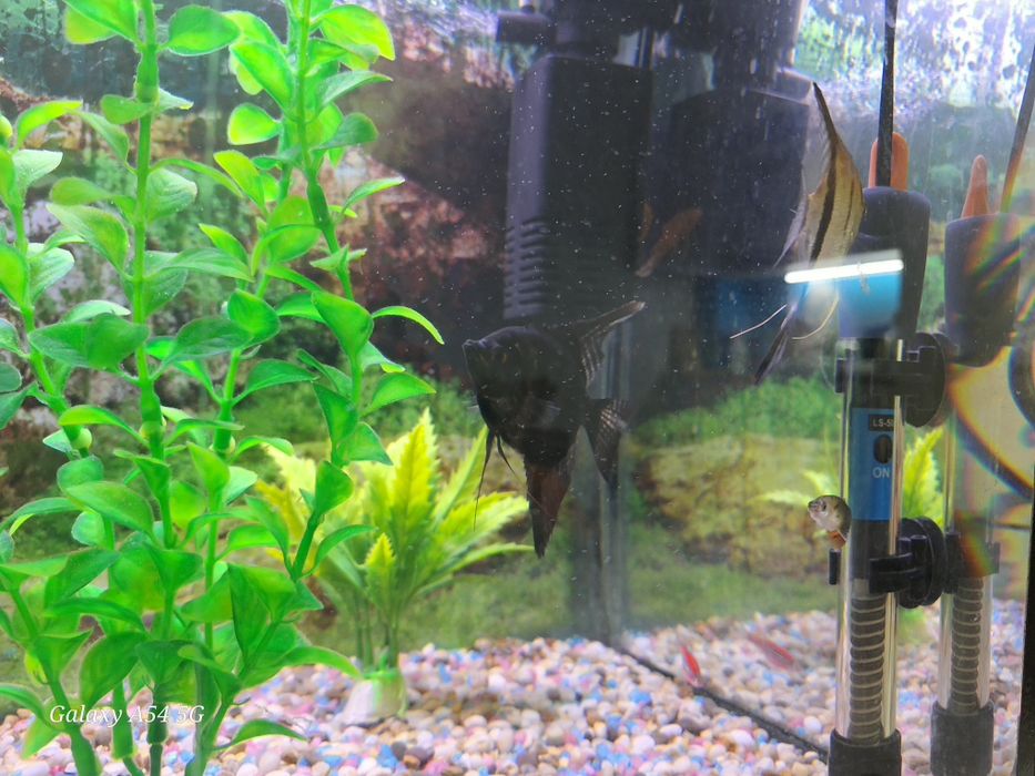 Аквариум 250 л и 50 л