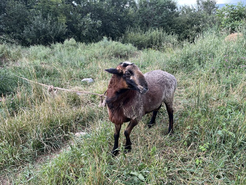 Продаётся баран, кошкар