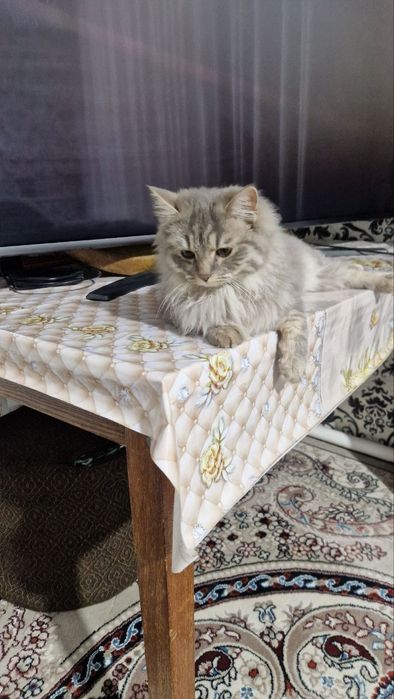 Сибирская порода.