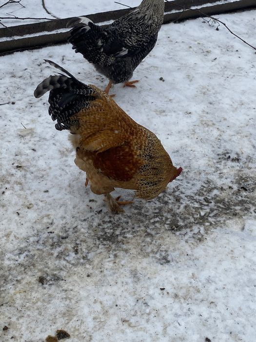 Vand cocosi brahma si de curte