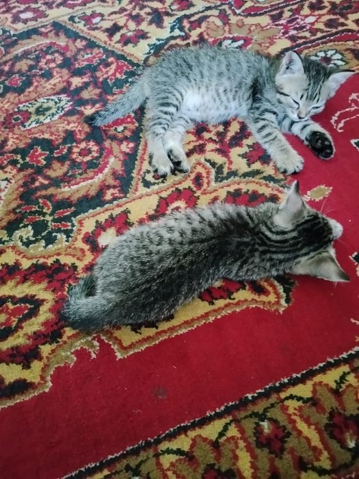 Отдам котят в хорошие руки