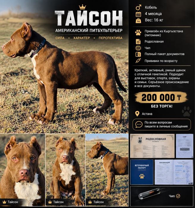 Продам ,Обмен,Питбуля( Кобель)