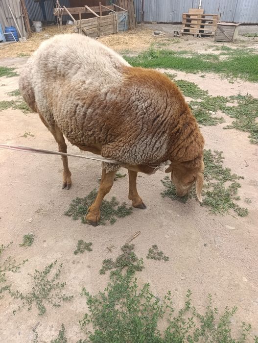 Арашан кочкар продам или обменяю
