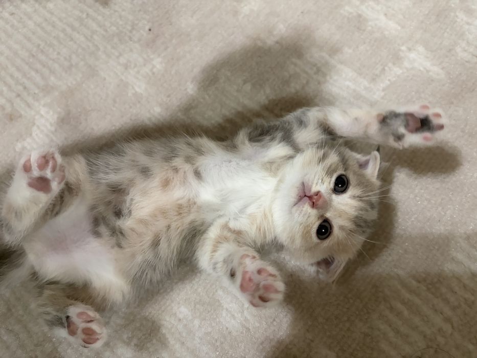 Шотландские вислоухие котята