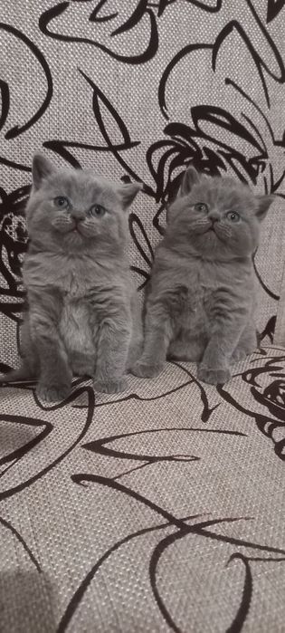 Продам Британские Котята