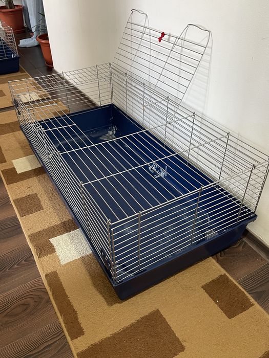 Vand 2 custi hamsteri/porcusori de guineea