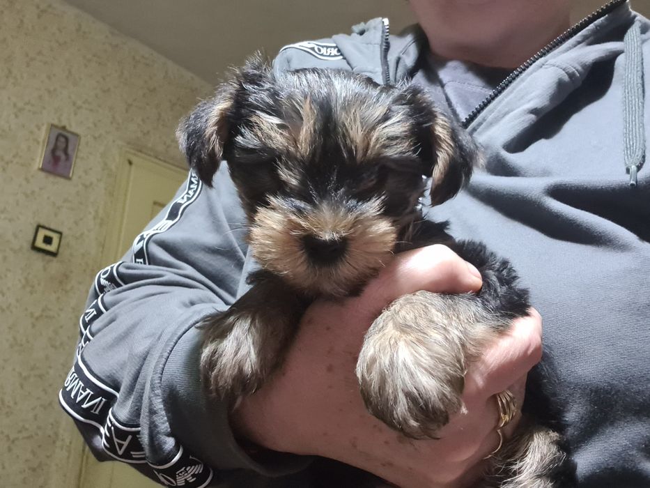 Две момченца красиви