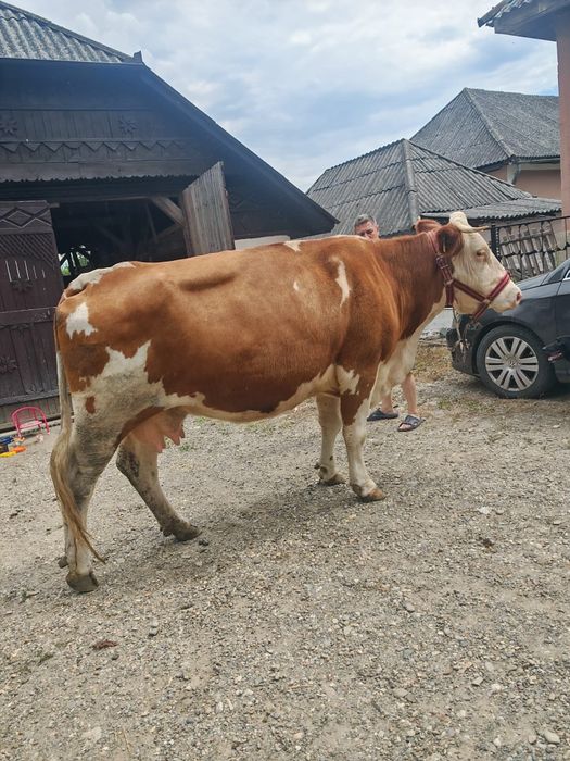 Vând vaca bălțată romanesc