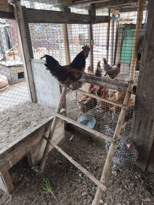 Петух молодой Ланкедази