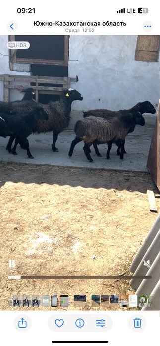 Семіз Қой, Тоқты қошқар