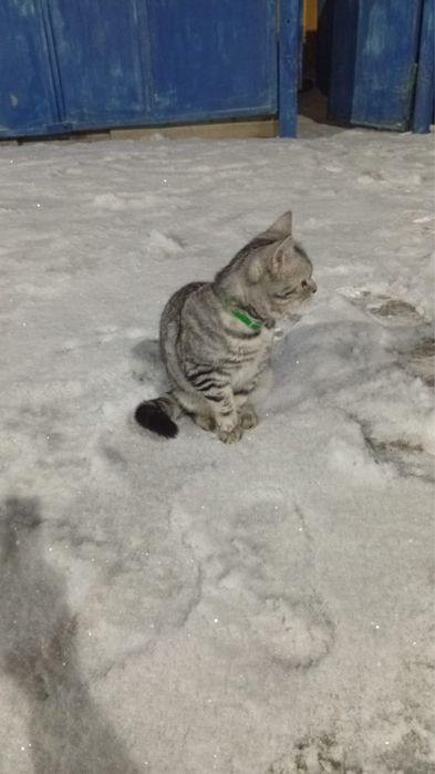 Отдам котенка в добрые руки