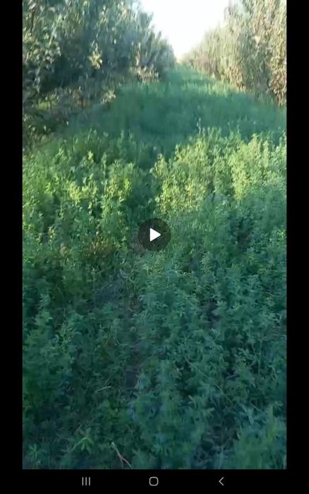 TAyyor bog‘li yer! 60sotix