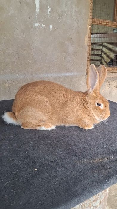 Бургун Калифорния самцы