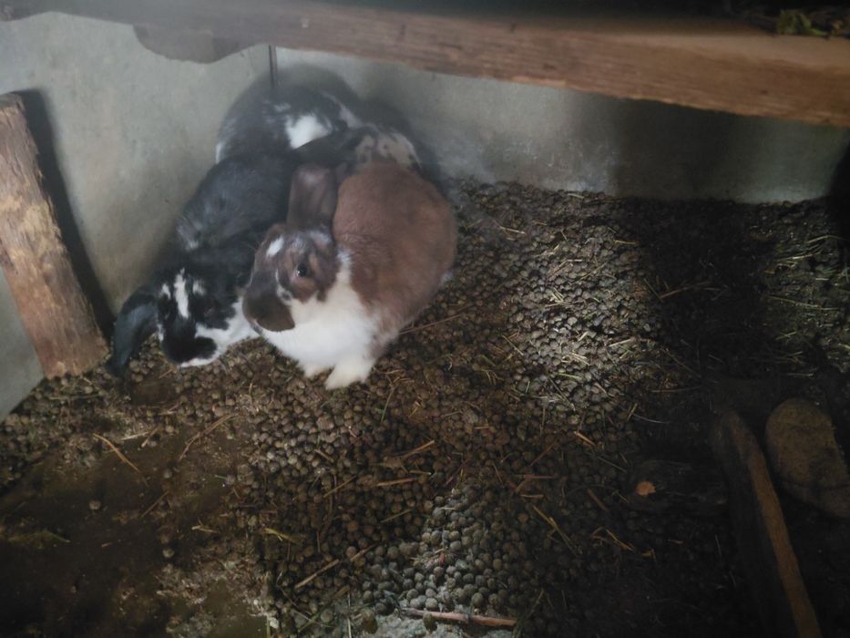 Породисти зайци ...