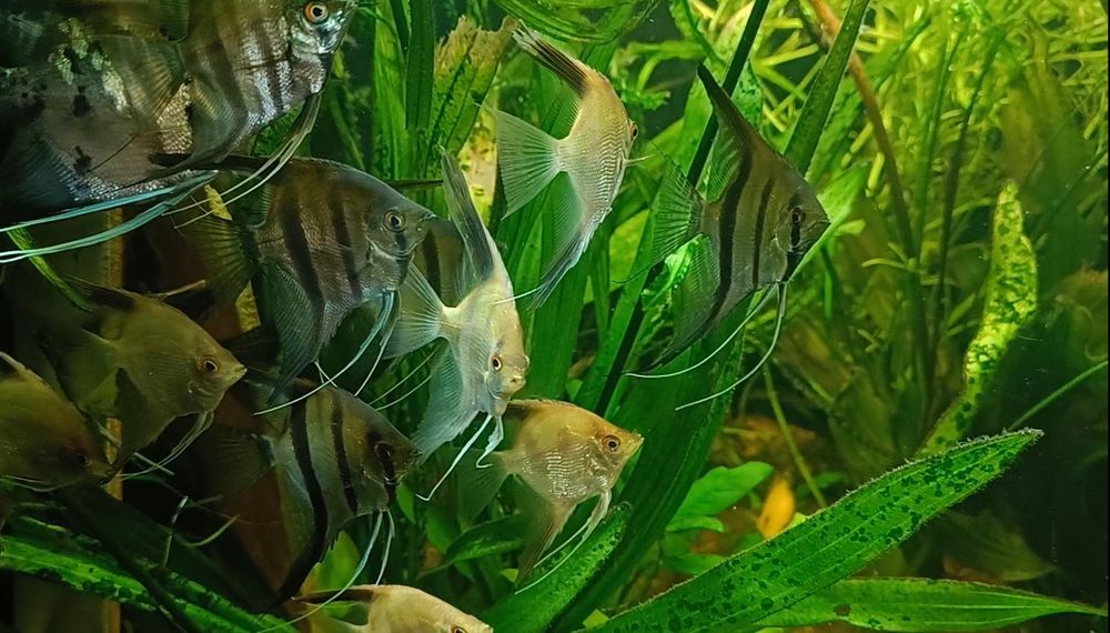 Продам рыбок скалярий