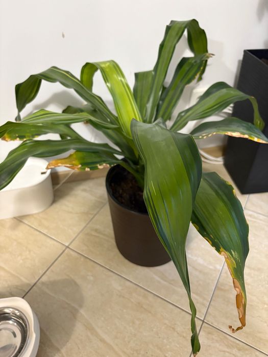 Стайно зелено растение