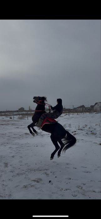 6 жасар айғыр сатылады, Продается жеребец