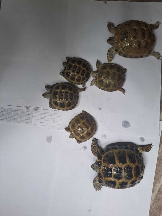 Черепаха toshbaqa 24 soat xar xil bor soglom va toza