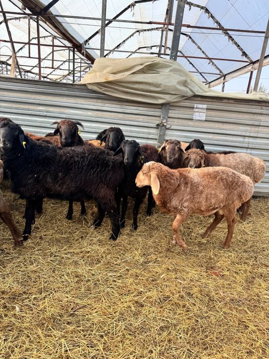 7 oylik qozo qochqorlar sotiladi