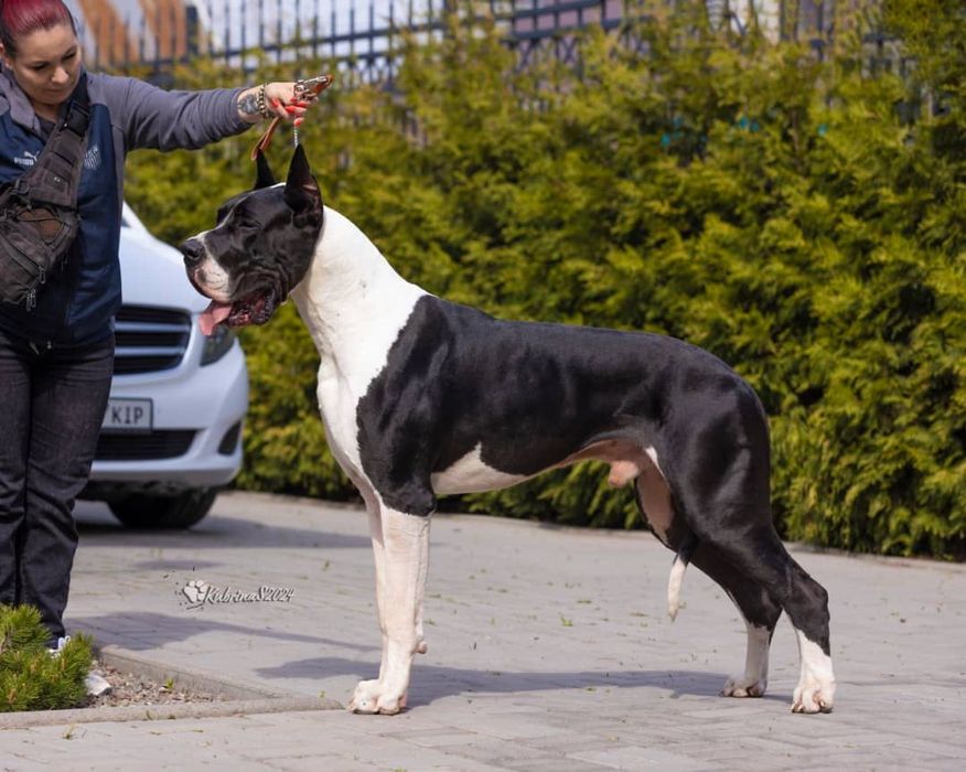 Щенки Немецкого Дога