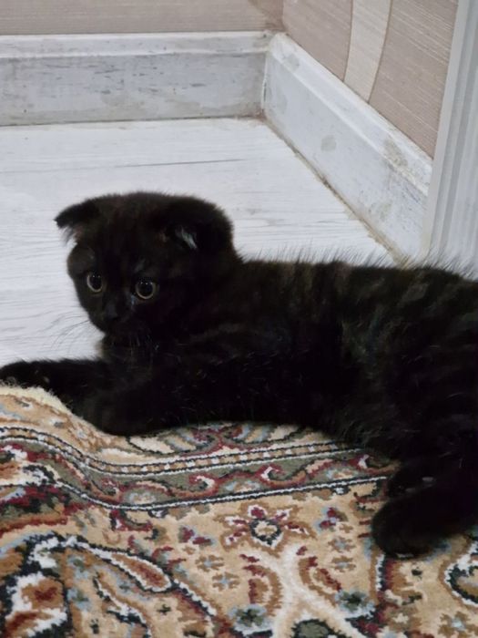 Scottish fold mushuklari sotiladi sumkasi blan