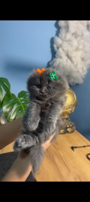 Heyland fold zoti toza, sog'lom, latok biladi