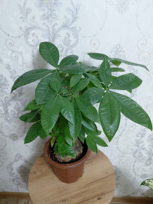 Комнатные растения