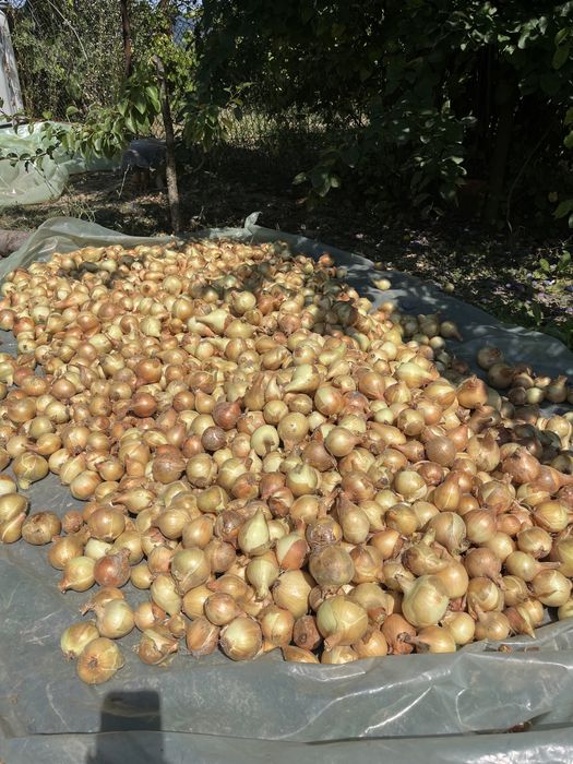 Ceapa de vanzare