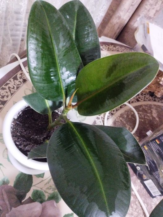 Продам домашние цветы